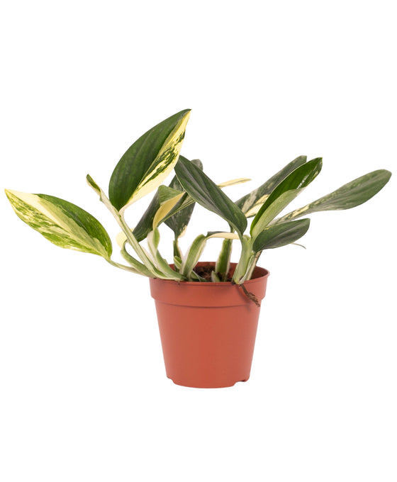 Monstera standleyana 'Aurea Variegated' Image 1