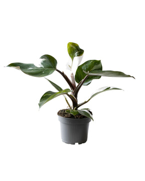 Philodendron erubescens 'White Knight'
