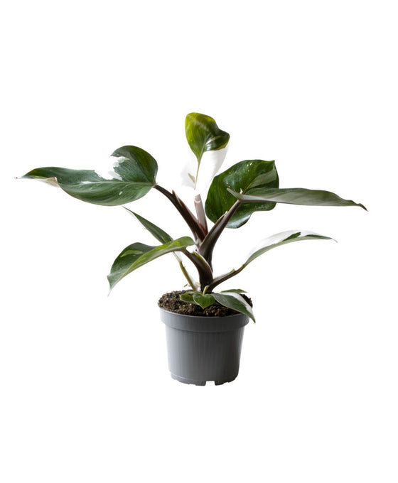 Philodendron erubescens 'White Knight' Image 1