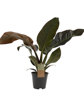 Philodendron 'Imperial Red'