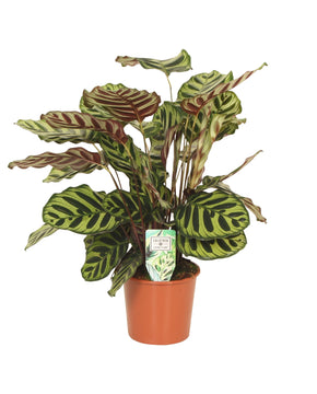Calathea makoyana