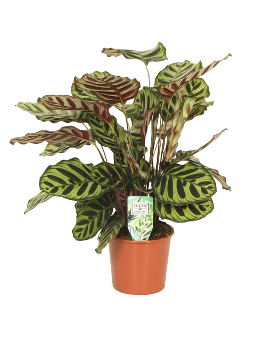Calathea makoyana Image 1
