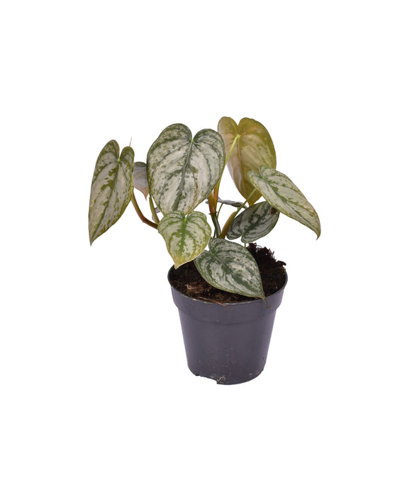 Philodendron brandtianum Image 2