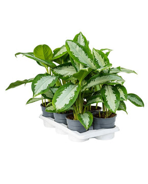 Aglaonema 'Diamond Bay'