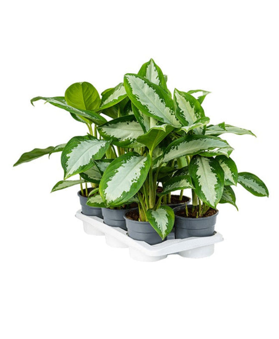 Aglaonema 'Diamond Bay' Image 1