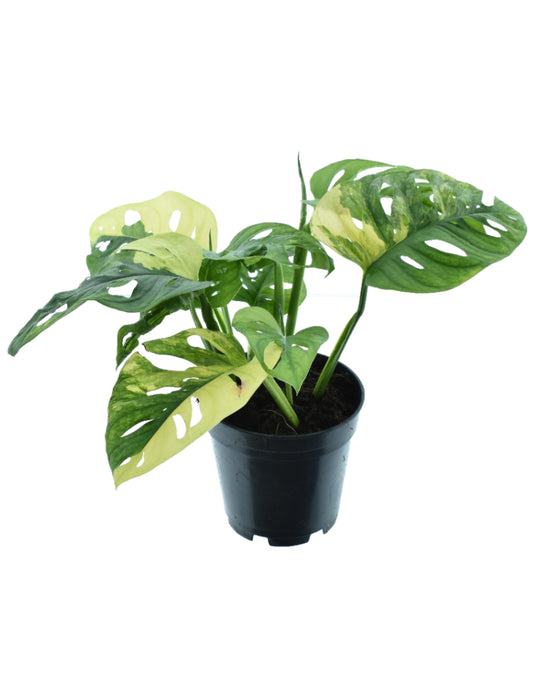 Monstera adansonii 'Aurea Variegated' Image 1