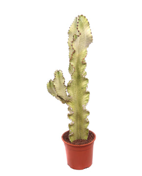 Euphorbia ingens 'Variegata'
