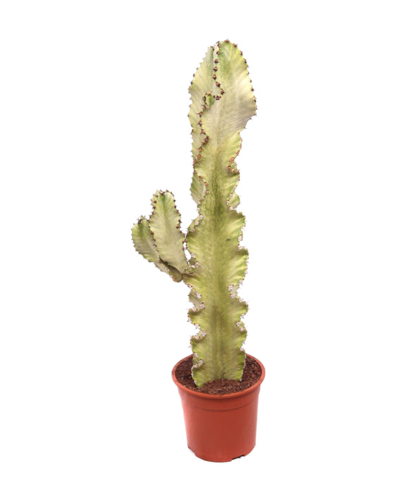 Euphorbia ingens 'Variegata' Image 1