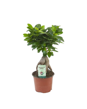 Ficus microcarpa Ginseng
