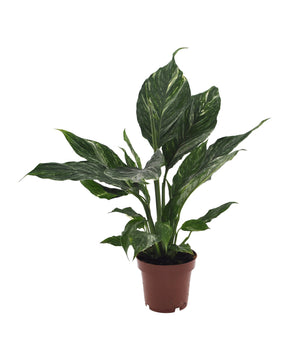 Spathiphyllum wallisii 'Diamond Variegata'