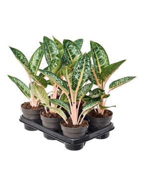 Aglaonema 'Orange Flame'