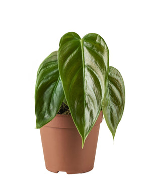 Philodendron esmeraldense