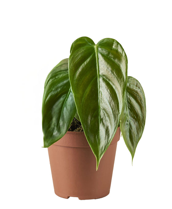 Philodendron esmeraldense Image 1