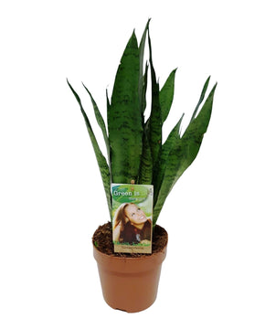 Sansevieria zeylanica