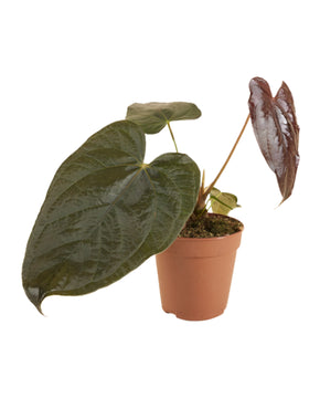 Anthurium 'Queen of Hearts'