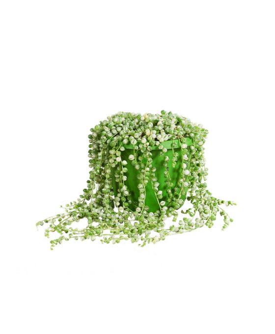 Curio rowleyanus 'Variegata' Image 1