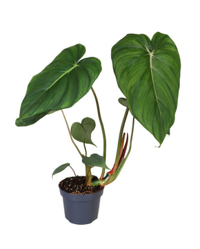 Philodendron Mc Dowell