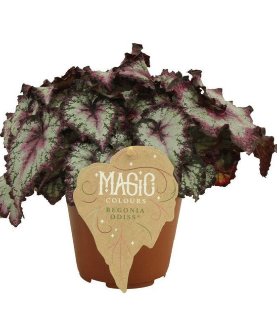 Begonia Magic Colours Image 1