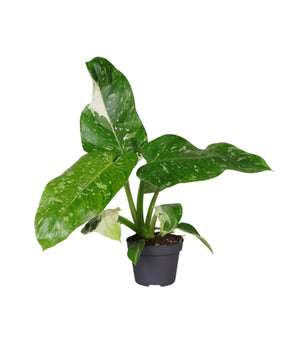 Philodendron Jose Buono