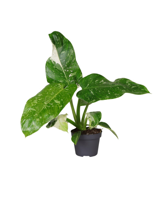 Philodendron Jose Buono Image 1