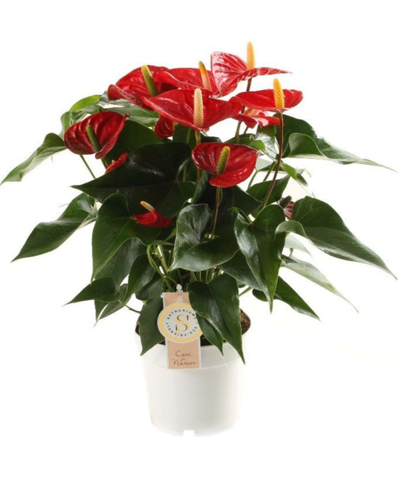 Anthurium andraeanum 'Royal Red Champion' Image 1