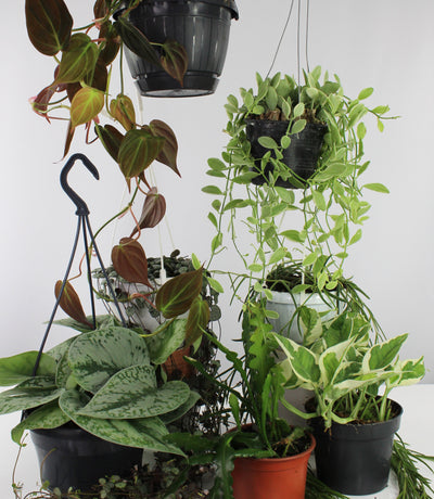 Hanging plants