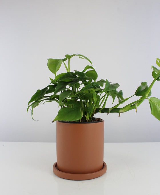 Anther + Moss Ceramics Image 6