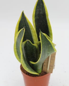 Sansevieria trifasciata 'Black Superba'