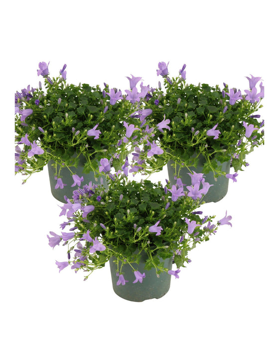Campanula portenschlagiana Ambella Series ('Ptw1101'PBR) Image 4