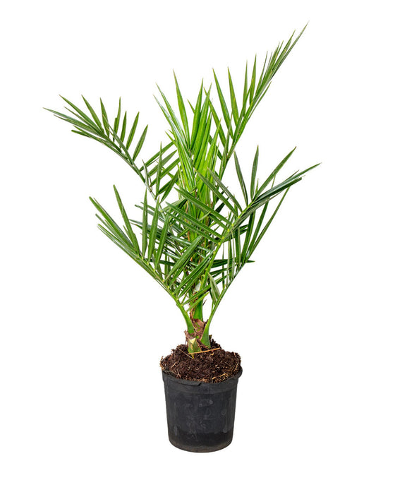 Phoenix canariensis Image 2