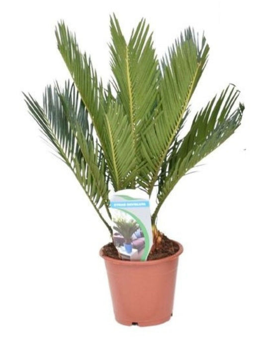 Cycas revoluta - Sago Palm Image 1