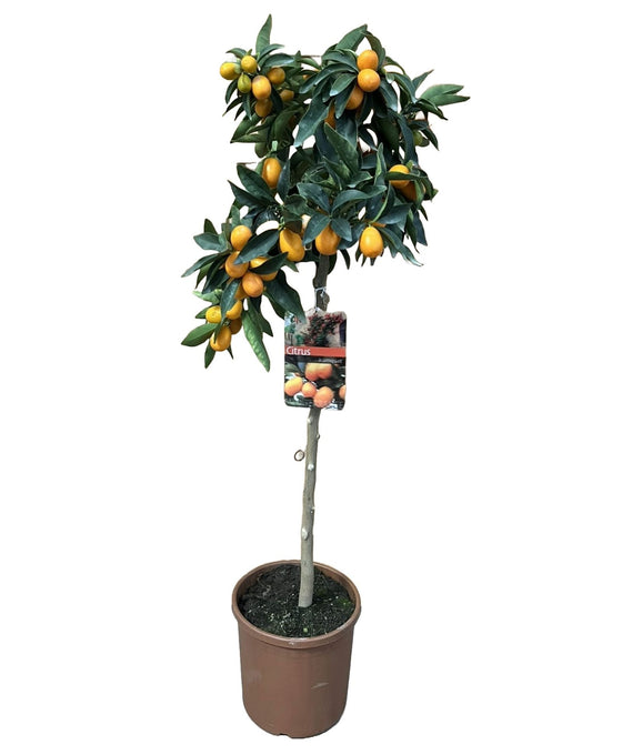 Citrus japonica - Kumquat tree Image 2