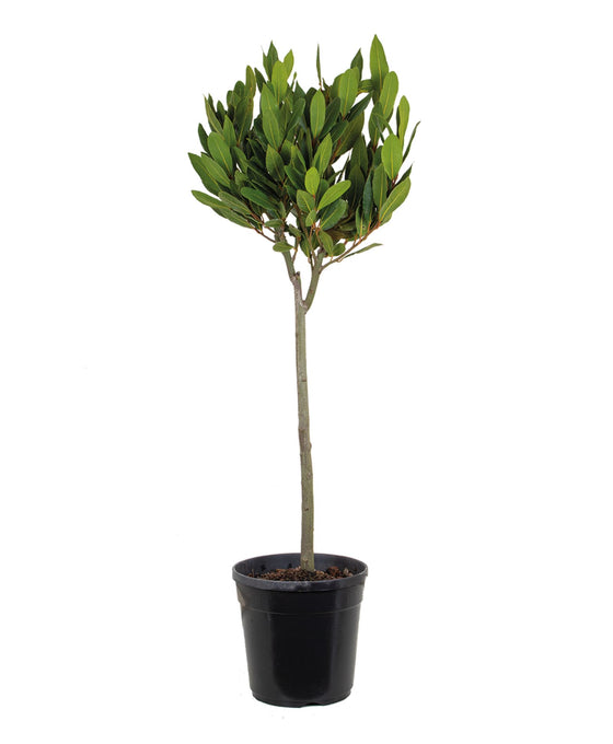 Laurus nobilis Image 3