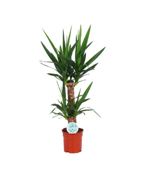 Yucca elephantipes