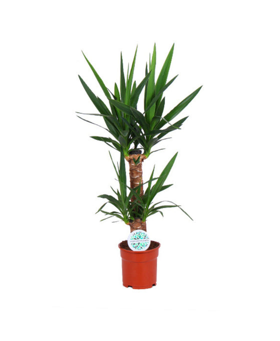 Yucca elephantipes Image 1