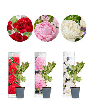 Paeonia/Peony Mix