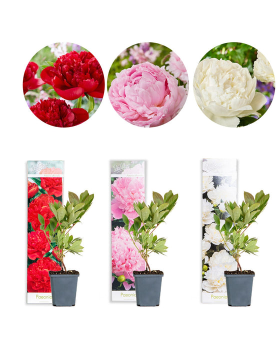 Paeonia/Peony Mix Image 1