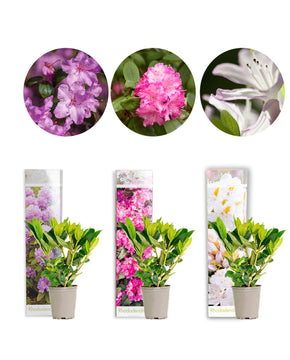 Rhododendron Mix