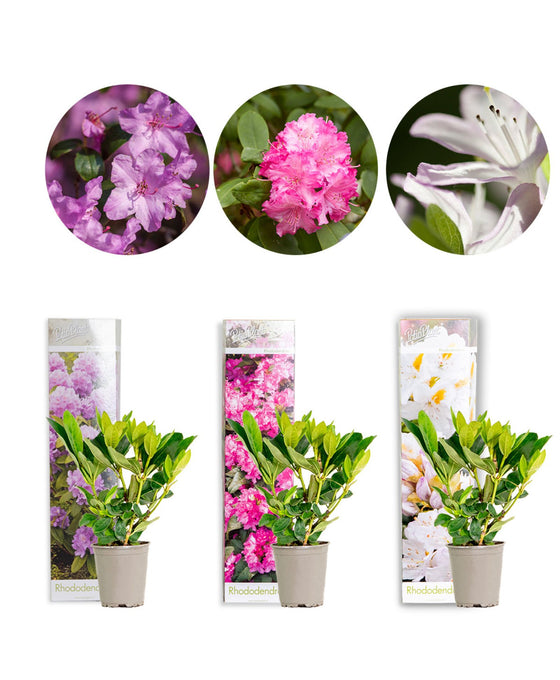 Rhododendron Mix Image 1