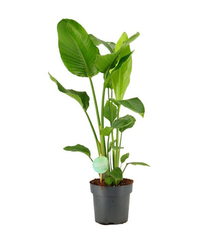 Strelitzia nicolai