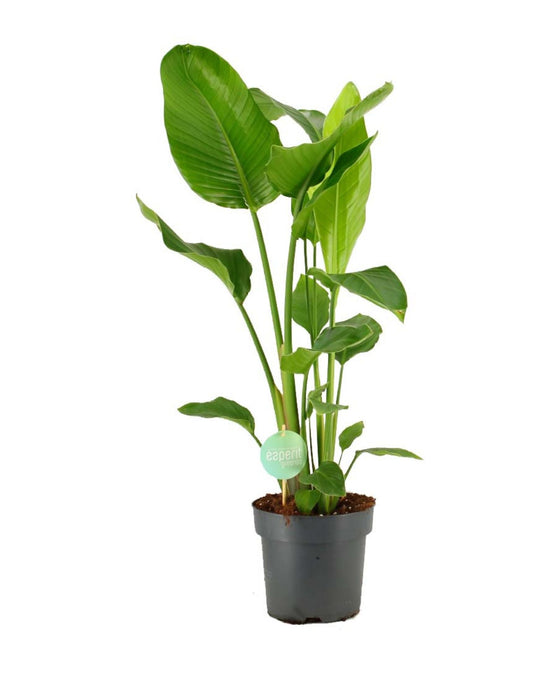Strelitzia nicolai Image 1