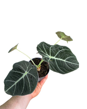 Alocasia reginula 'Black Velvet'