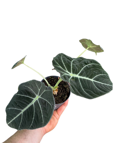 Alocasia
