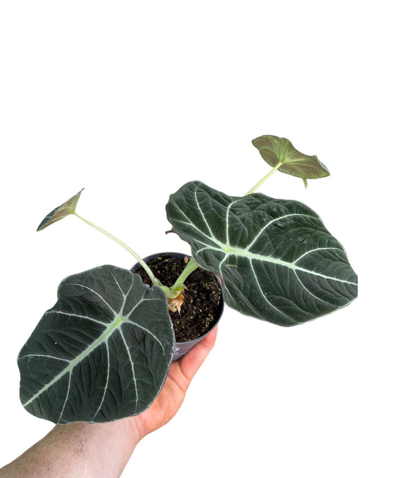 Alocasia reginula 'Black Velvet' Image 1