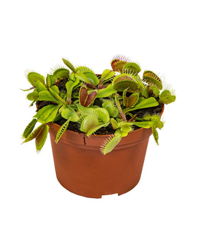 Dionaea muscipula - Venus Fly Trap