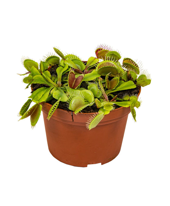 Dionaea muscipula - Venus Fly Trap Image 1