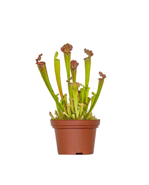 Sarracenia 'Juthatip Soper'