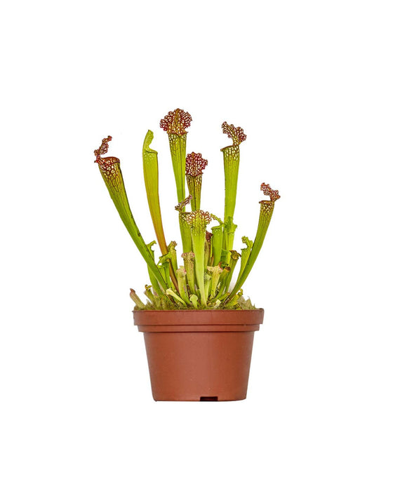 Sarracenia 'Juthatip Soper' Image 1