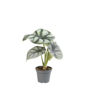 Alocasia baginda 'Silver Dragon'