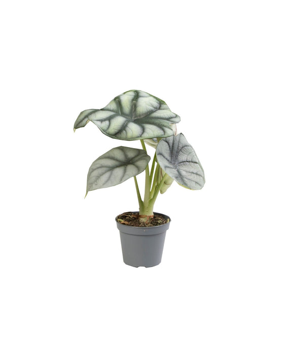 Alocasia baginda 'Silver Dragon' Image 1